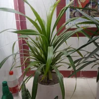 گلهای سرحال وشاداب.|گل و گیاه طبیعی|نورآباد ممسنی, |دیوار