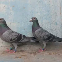 عراق پلاکی بی نظیر مسافتی سرعتی پلاکی