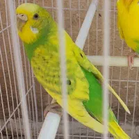 گمشده