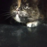 واگذاری گربه بریتیش|گربه|برازجان, |دیوار