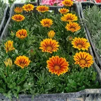 خدمات حرفه‌ای باغبانی و فضای سبز