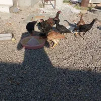 مرغ لاری|حیوانات مزرعه|تیکمه داش, |دیوار