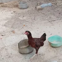 مرغ نژاد دار