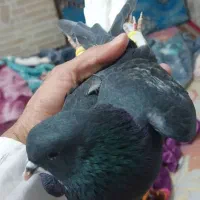 کبوتر(کفتر)راست شهری سرخ بهبهانی