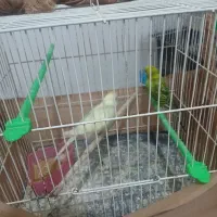 پرنده|پرنده|مشهد, کشف|دیوار