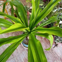 گل ذرتی|گل و گیاه طبیعی|داراب, |دیوار