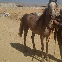 فروش مادیان سرحال سرو دم گیر|اسب و تجهیزات اسب‌سواری|نجف‌آباد, فیروزآباد|دیوار