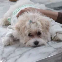 سگ پاکوتاه|سگ|کاشان, فاز ۲ ناجی آباد|دیوار