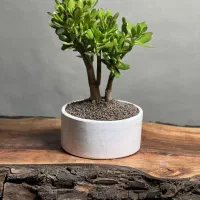 گیاه بنسای کراسولا یشم