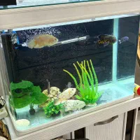 اکواریوم و ماهی|ماهی|شهریار, شهرک شاهد|دیوار