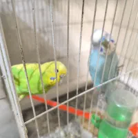 مولد مرغ عشق تضمین تخم گذاری