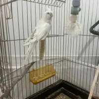 عروس هلندی سخنگو