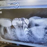 جویای کار دندانپزشکی