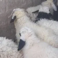 مایل به موایضه نیستم