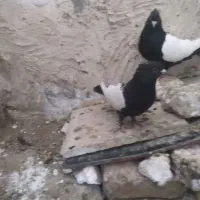 نروماده سینه سوسنی عتیقه ونرماده سینه سیاه باجوجه|پرنده|بروجرد, |دیوار