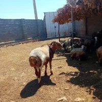 یک راس قوچ چینی به شرط