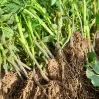 نشا گوجه