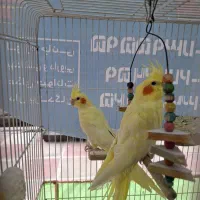 جفت عروس هلندی لوتینو  خال زعفرونی