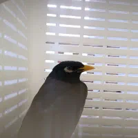 مرغ مینا پیدا شده در مصباح