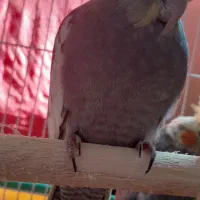 سه عدد عروس هلندی دو ماهه