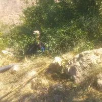 فروش ابلیمو طبیعی تازه