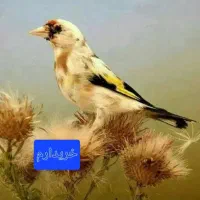 سهره