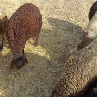 گوسفند