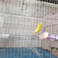 قناری رسمی بلند