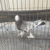 کفتر .کبوتر|پرنده|اصفهان, گورت|دیوار