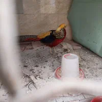 مرغ و خروس بلژیکی|حیوانات مزرعه|ساری, |دیوار