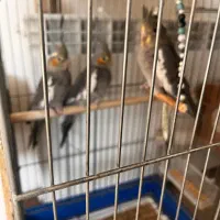 عروس هلندی|پرنده|پردیس, فاز ۲|دیوار