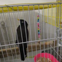 مرغ مینا|پرنده|تهران, آذری|دیوار