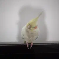 عروس هلندی