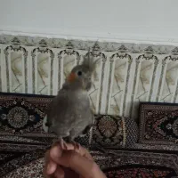 عروس هلندی|پرنده|سراوان, |دیوار