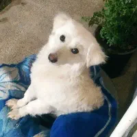 واگذاری اشپیتز روباهی