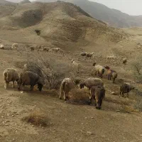 151 راس میش بره دار و آبستن گلون گرم|حیوانات مزرعه|جره و بالاده, |دیوار