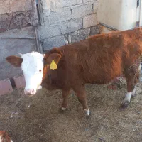 گوساله سیمینتال|حیوانات مزرعه|دلند, |دیوار