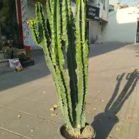 کاکتوس افوربیا سبز بزرگ