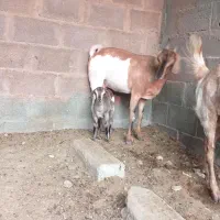 بز صومال|حیوانات مزرعه|عسلویه, |دیوار