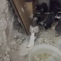 کات دم سفید