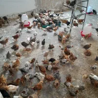 جوجه محلی رسمی ۴۵ روزه