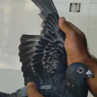 کبوتر پلاکی|پرنده|اهواز, امانیه|دیوار