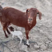 فروش بز با کهره‌ی نر