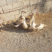 قوغاز|حیوانات مزرعه|گنبد کاووس, |دیوار