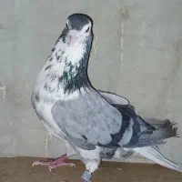 ک  ف  ت  ر|پرنده|اصفهان, نصرآباد|دیوار