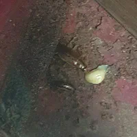 سمپاشی سوسک،ساس کل حشرات باضمانت سم پاشی|خدمات نظافت|تهران, هروی|دیوار