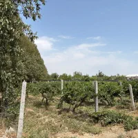 زمین ۵۰۰متری کرج هشتگرد تهراندشت کردان جنوبی آران|فروش زمین و ملک کلنگی|هشتگرد, تهران دشت|دیوار