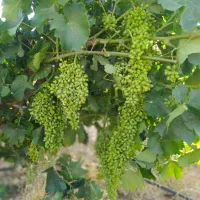 ابغوره