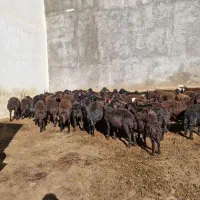 گوسفند(بره نر و ماده قزل افشار)|حیوانات مزرعه|سربند, |دیوار