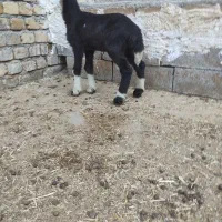 فروش انواع بره شیری نر و ماده درجه یک|حیوانات مزرعه|خرمآباد, |دیوار